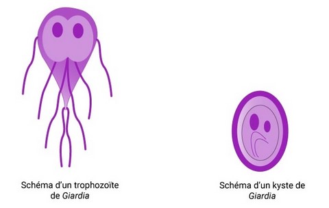 Trophozoïte et kyste de giardia